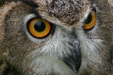 Eurasian Eagle Owl, face